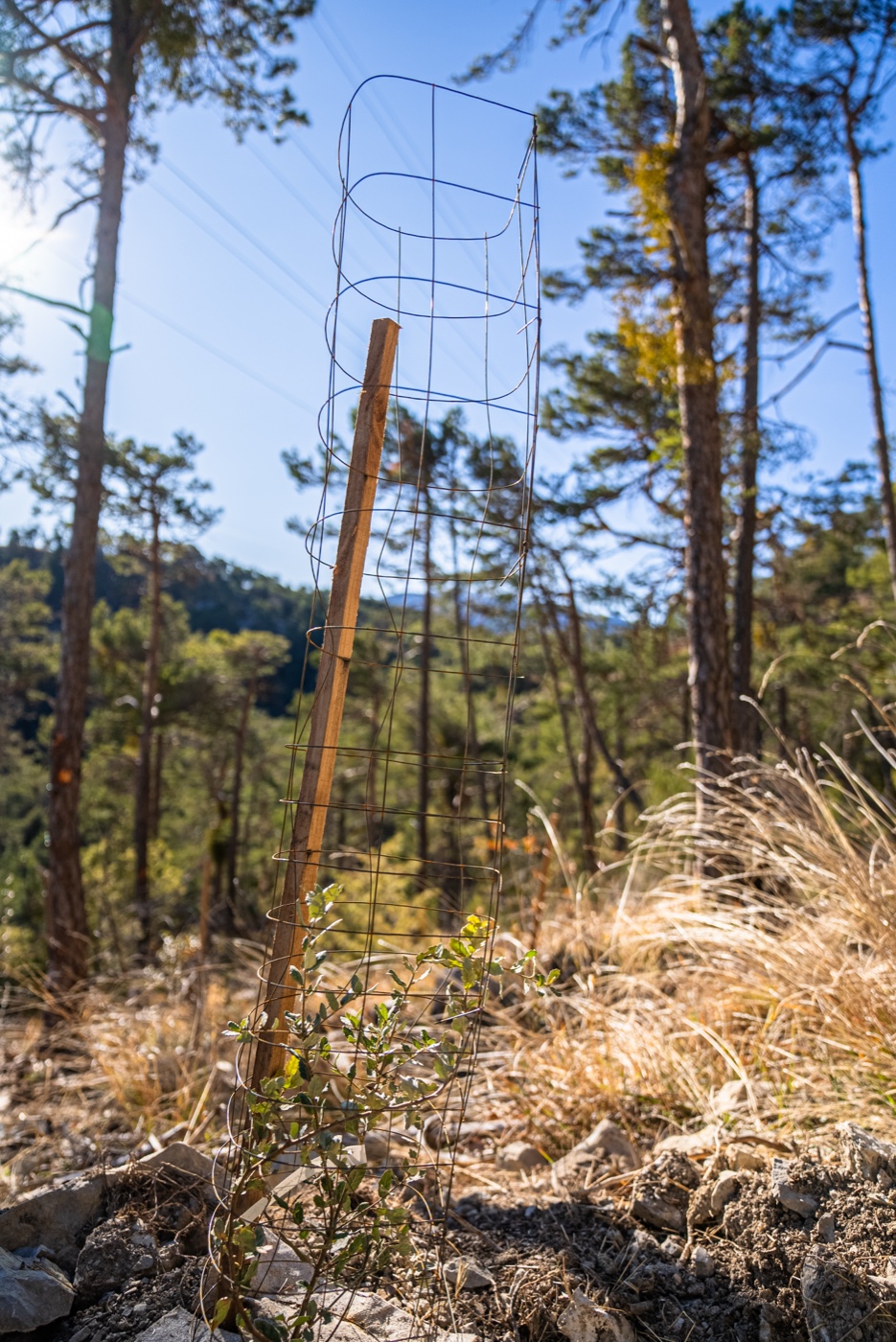 Grillage Vertessor en milieu forestier